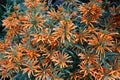 Beautiful tiny orange flowers of Lion\'s Ear