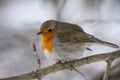 Beautiful tiny orange grey bird, European Robin Erithacus rubec