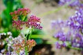 Beautiful tiny purple flowers in spring season at a botanical garden. Royalty Free Stock Photo