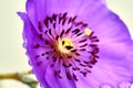 Beautiful tiny purple succulent flower