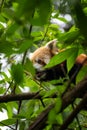 Beautiful tiny rare red panda in the forest