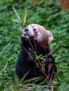 Beautiful tiny rare red panda in the forest