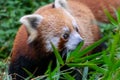 Beautiful tiny rare red panda in the forest