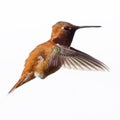 A beautiful tiny Rufous Hummingbird in flight Royalty Free Stock Photo