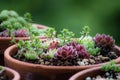 Beautiful tiny succulent plants in a pot closeup