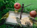 Beautiful tiny yellow finch birds eating seeds from a wild bird feeder with red apples in the spiked Royalty Free Stock Photo