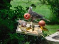 Beautiful tiny yellow finch birds and one dove, eating seeds from a wild bird feeder with red apples in the spiked Royalty Free Stock Photo