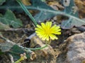 Beautiful tiny yellow flower of desert-10