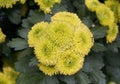 Beautiful tiny yellow flowers of Pompon Mum Kermit