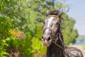 Beautiful tired harnessed black horse at autumn countryside Royalty Free Stock Photo