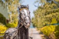Beautiful tired harnessed black horse at autumn countryside Royalty Free Stock Photo