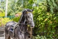 Beautiful tired harnessed black horse at autumn countryside Royalty Free Stock Photo