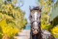 Beautiful tired harnessed black horse at autumn countryside Royalty Free Stock Photo