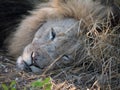 Beautiful tired lion lying on the ground