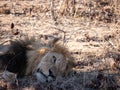 Beautiful tired lion lying on the ground