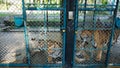 Beautiful tired tigers in the aviary. Tiger Zoo Royalty Free Stock Photo