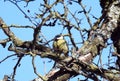 Beautiful tit bird on tree branch, Lithuania Royalty Free Stock Photo