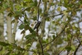 A beautiful tit which rests on a branch - Side view - France Royalty Free Stock Photo