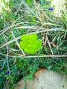 Beautiful title green flower Royalty Free Stock Photo