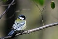 Beautiful titmouse