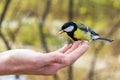 The beautiful titmouse eats a forage from hands of the person