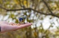 The beautiful titmouse eats a forage from hands of the person