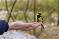 The beautiful titmouse eats a forage from hands of the person