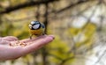 The beautiful titmouse eats a forage from hands of the person