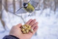 A beautiful titmouse flies to the hand