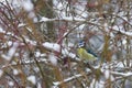 The beautiful titmouse sits on a tree branch