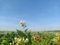 Flowers of tobacco plants in the fields under blue sky Royalty Free Stock Photo