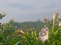 Flowers of tobacco plants in the fields under blue sky Royalty Free Stock Photo