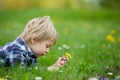 Beautiful toddler blond child, cute boy, lying in the grass in daisy and dandelions filed Royalty Free Stock Photo