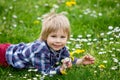 Beautiful toddler blond child, cute boy, lying in the grass in daisy and dandelions filed Royalty Free Stock Photo