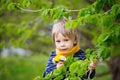 Beautiful toddler blond child, cute boy, lying in the grass in daisy and dandelions filed Royalty Free Stock Photo