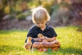 Beautiful toddler boy, eating sweet bread and eggs in garden on sunset, little chicks running around Royalty Free Stock Photo