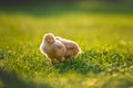 Beautiful toddler boy, eating sweet bread and eggs in garden on sunset, little chicks running around Royalty Free Stock Photo