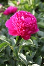 Beautiful Tomas Vaar  red  flower peony lactiflora in summer garden, close-up Royalty Free Stock Photo