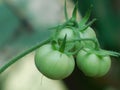 Beautiful tomato. close up photography.