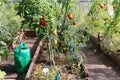 Beautiful tomato and cucumber growing in a greenhouse