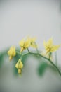 Beautiful tomato flowers blossom in a garden Royalty Free Stock Photo