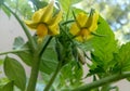 Beautiful Tomato fowers