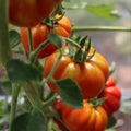 Beautiful tomatoes plant on branch in green house , organic tomatoes