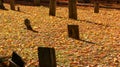 Beautiful stone tomb graves in a cemetery during the fall autumn season. Many orange leaves in the ground. Halloween Royalty Free Stock Photo