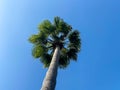 Beautiful top of a palm tree with green leaves against a blue sky in a warm tropical country southern resort, background, texture Royalty Free Stock Photo