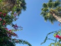 Beautiful top of a palm tree with green leaves against a blue sky in a warm tropical country southern resort, background, texture Royalty Free Stock Photo