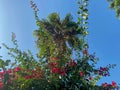 Beautiful top of a palm tree with green leaves against a blue sky in a warm tropical country southern resort, background, texture Royalty Free Stock Photo