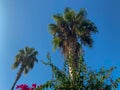 Beautiful top of a palm tree with green leaves against a blue sky in a warm tropical country southern resort, background, texture Royalty Free Stock Photo