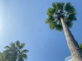 Beautiful top of a palm tree with green leaves against a blue sky in a warm tropical country southern resort, background, texture Royalty Free Stock Photo