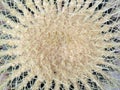 Beautiful top view of bud and thorns of cactus. Background of yellow thorns of golden barrel cactus Echinocactus grusonii. Royalty Free Stock Photo